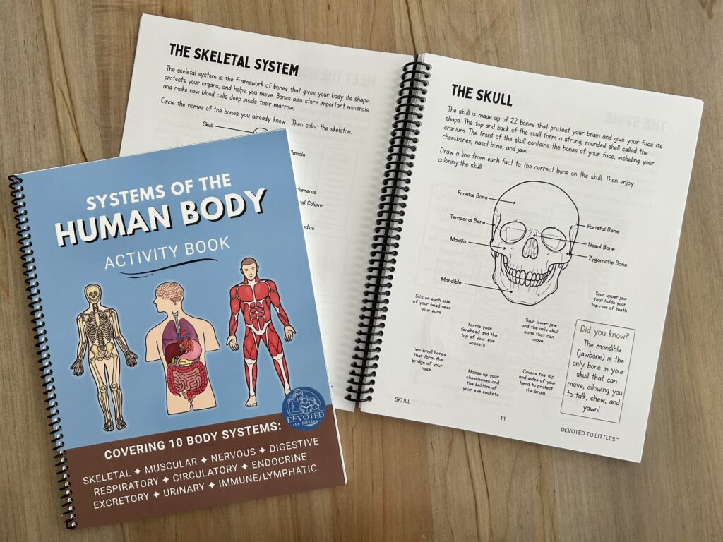 systems of the body activity book