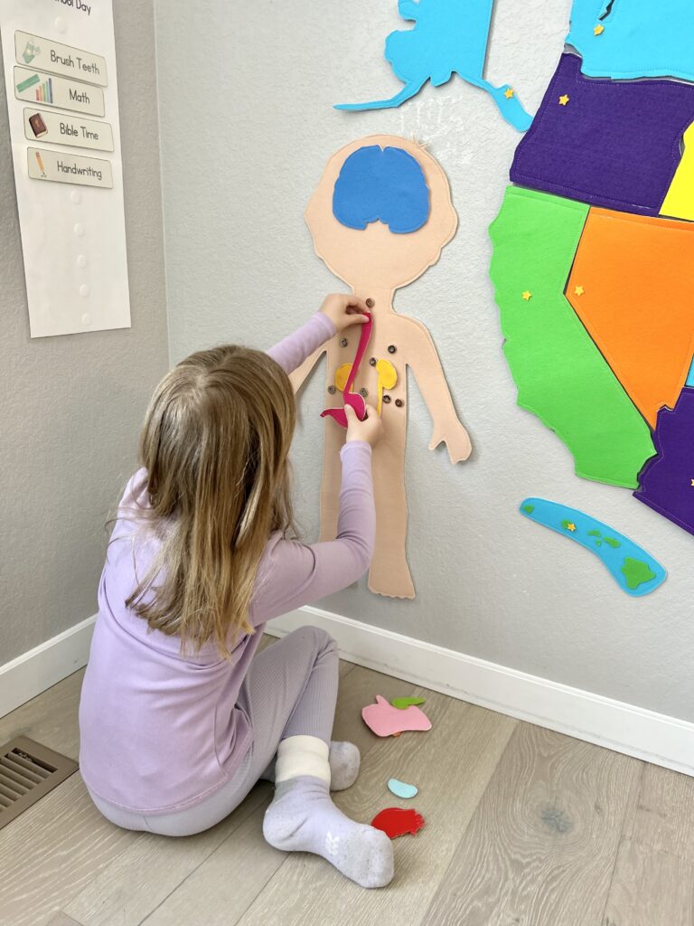 girl putting organs on felt body