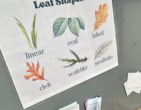 playing leaf shape uno game while looking at pictures of the different leaf shapes