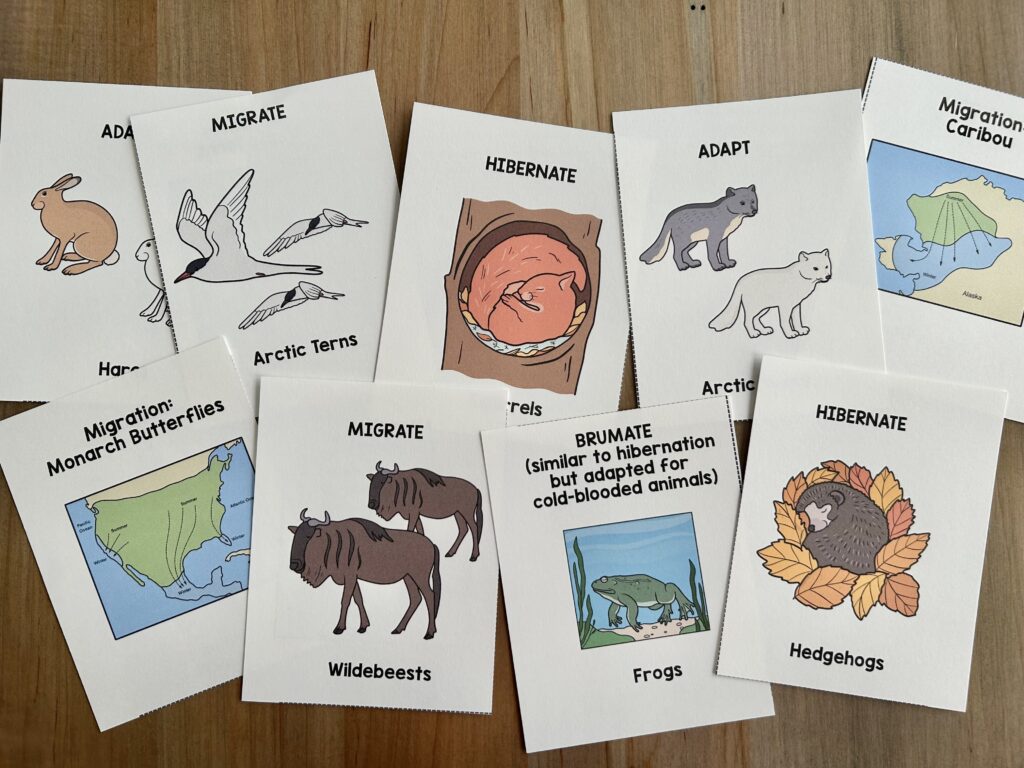 animal adapting to the environment cards laid out on table