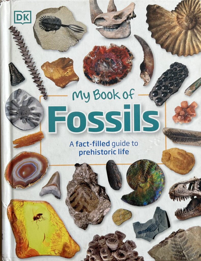 The book, My Book of Fossils: A Fact-Filled Guide to Prehistoric Life by DK